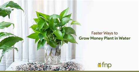 money plant moisture meter level|money plant watering rate.